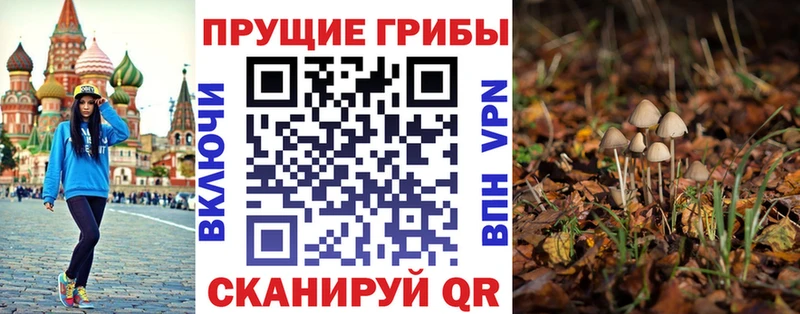 кракен ссылки  Урень  Псилоцибиновые грибы Cubensis 